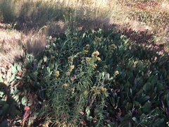 Solidago spectabilis