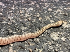 Arizona elegans eburnata