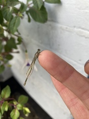 Ischnura elegans