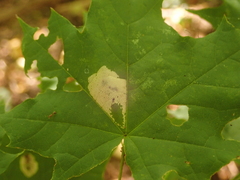 Phyllonorycter joannisi