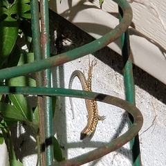 Podarcis muralis