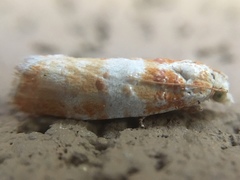 Retinia sabiniana