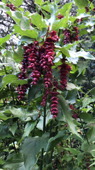 Leycesteria formosa