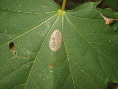 Phyllonorycter joannisi