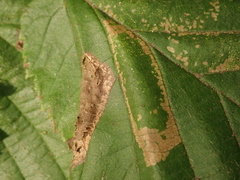Phyllonorycter nicellii
