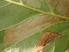 Phyllonorycter nicellii