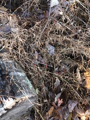 Celastrus orbiculatus