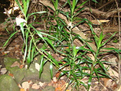Dracaena angustifolia