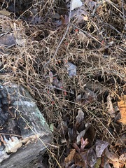 Celastrus orbiculatus