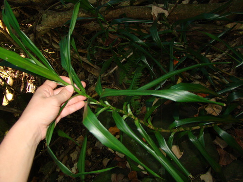 Dracaena angustifolia