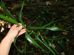 Dracaena angustifolia