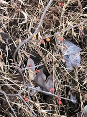 Celastrus orbiculatus