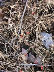 Celastrus orbiculatus