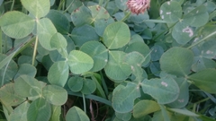 Trifolium repens