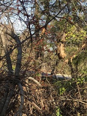 Celastrus orbiculatus