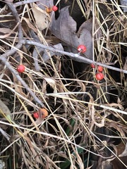 Celastrus orbiculatus