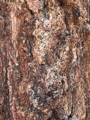 Pinus balfouriana austrina
