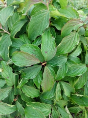 Cornus