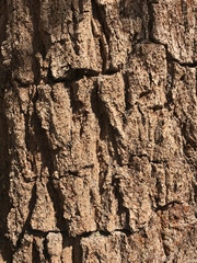 Pinus balfouriana austrina