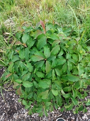 Cornus