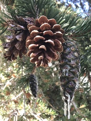 Pinus balfouriana austrina