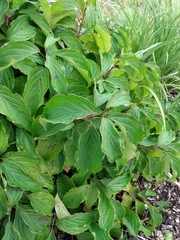 Cornus