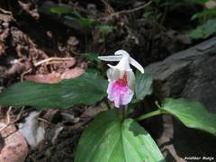Boesenbergia