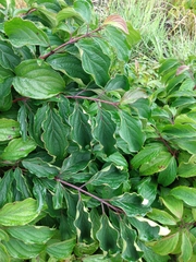 Cornus