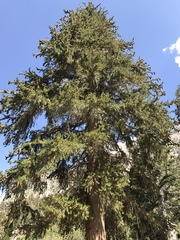 Pinus balfouriana austrina