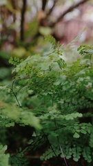 Adiantum venustum