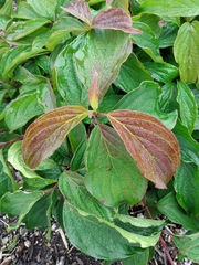 Cornus
