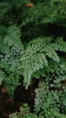 Adiantum venustum