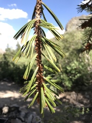 Pinus balfouriana austrina