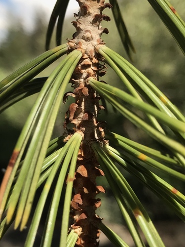 foxtail pine