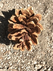 Pinus balfouriana austrina