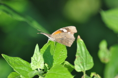 Libytheana carinenta