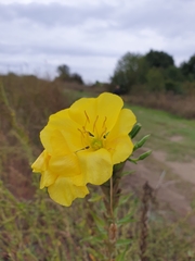 Oenothera stucchii