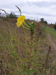 Oenothera stucchii