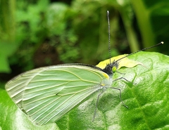 Leptophobia