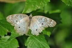 Anartia jatrophae