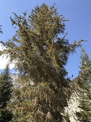 Pinus balfouriana austrina