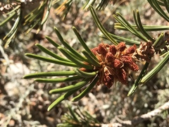 Pinus balfouriana austrina
