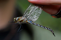 Rhionaeschna absoluta