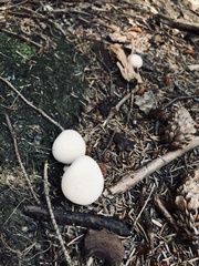 Lycoperdon molle