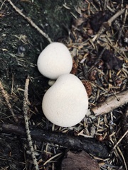 Lycoperdon molle