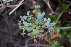 Arctostaphylos pajaroensis