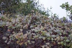 Arctostaphylos pajaroensis