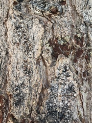Pinus balfouriana austrina