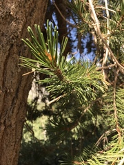 Pinus balfouriana austrina