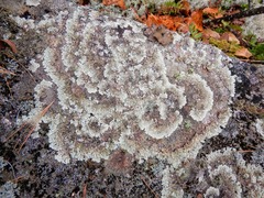 Arctoparmelia centrifuga